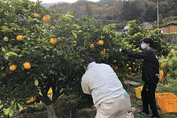 収穫ボランティアに参加