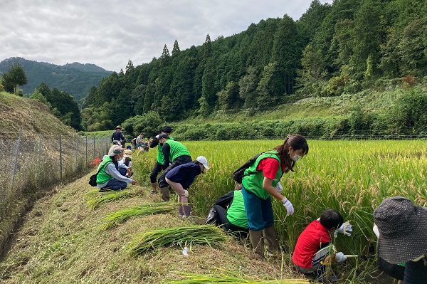  走井地区稲刈りボランティア     